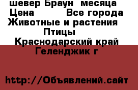 шевер Браун 2месяца › Цена ­ 200 - Все города Животные и растения » Птицы   . Краснодарский край,Геленджик г.